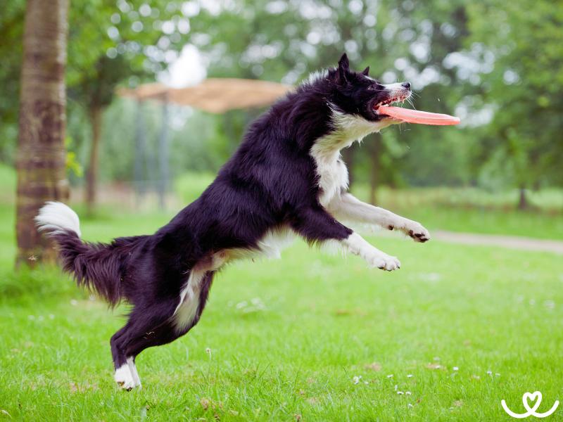 Dogfrisbee (7)